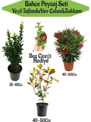 Die Grup Serada Decor & Plant Bahçe Peyzaj Seti, Yeşil Taflan, Alev Çalısı, Kırmızı Zakkum, Buz Çiçeği Hediyeli