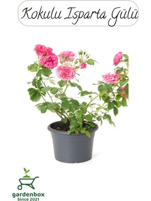 Die Grup Kokulu Isparta Gülü Fidanı 1 Adet Saksılı 30-50CM (Pink Rose)