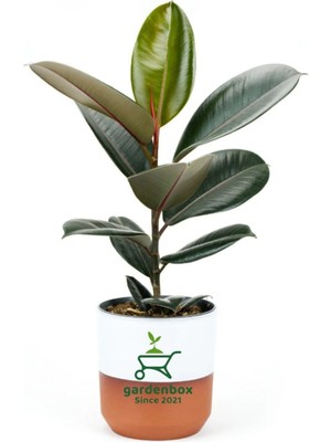 Die Grup Dekoratif Saksılı Ficus Elastica Midi Boy Kauçuk Çiçeği 1 Adet Saksılı 20-45CM, GDB15112024NA21