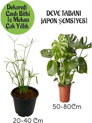 Die Grup Gardenbox Japon Şemsiyesi Saksılı + Deve Tabanı Bitkisi Saksılı Salon Seti