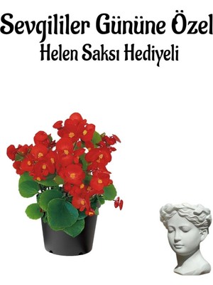 Die Grup Kadınlar Gününe Özel Kırmızı Renk Şeker Begonya Çiçeği Helen Saksı Hediyeli, BTS001NA0338