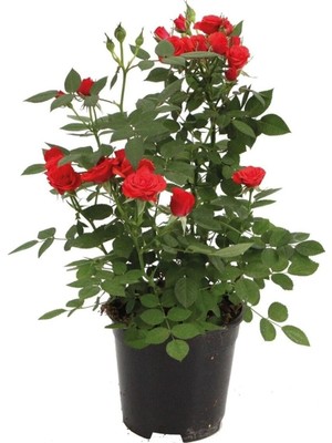 Die Grup Serada Decor & Plant Canlı Bodur Gül Fidanı Saksıda, Pembe, Kırmızı, Beyaz, Sarı, Turuncu