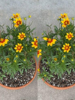 Die Grup Videolu Sarı Çalı Papatyası 2 Adet Saksılı/tüplü 20-40 cm Dış Mekan Bitkisi(Euryops Daisy)
