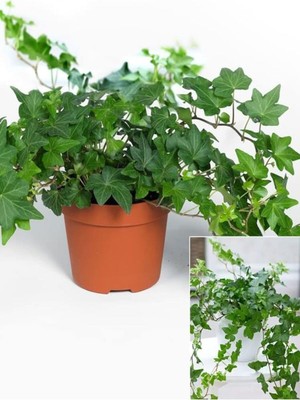 Die Grup Nura Botanik Canlı Yeşil Hedera Helix Saksılı Duvar Sarmaşığı, 40-60 cm