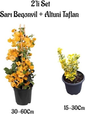 Die Grup Nura Botanik Sarı Begonvil Çiçeği + Altuni Taflan Çit Bitkisi, 2'li Set, Saksılı Dış Mekan Bitkileri