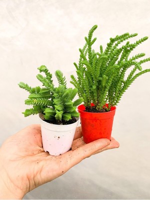 Die Grup Gardenbox Crassula Muscosa Prenses Çamı Sukulent, 2 Adet Farklı Tür, Beyaz ve Kırmızı Saksı