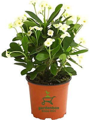 Die Grup Formlu Beyaz Renk Euphorbia Dikenler Tacı 20-25CM