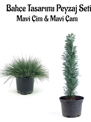 Die Grup Mavi Çim 1 Adet Saksılı (10-20CM)+MAVI Çam AĞACI(30-60CM) Bahçe Seti, BTS0106NA16