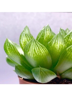 Die Grup Sukulent Haworthia Cooperi