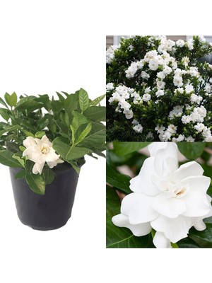 Die Grup Serada Decor & Plant Gardenya Çiçeği, 20-40 Cm, Saksılı, Beyaz, Iç Mekan Bitkisi