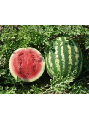 Die Grup Megcito Karpuz Crimson Sweet Tohumu - Aksel 10 gr