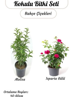 Die Grup Gardenbox Yoğun Kokulu Gece Melisası + Reçellik Pembe Isparta Gülü Saksılı Set, Çok Renkli, 40-60 cm
