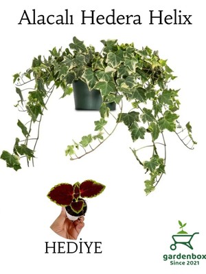 Die Grup Beyaz Alacalı Hedera Helix Sarmaşığı 1ADET Saksılı 30-50CM +Yaprak Güzeli