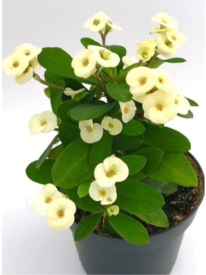 Die Grup Nura Botanik Krem Renk Ithal Dikenler Tacı Saksılı Çiçekli Kaktüs Euphorbia, 20-40CM, 1 Adet