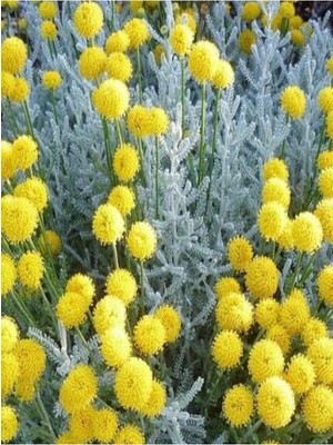 Die Grup Nura Botanik Yoğun Kokulu Lavantin Çiçeği Fidanı, 40-60CM, Saksılı, Lavender Flower