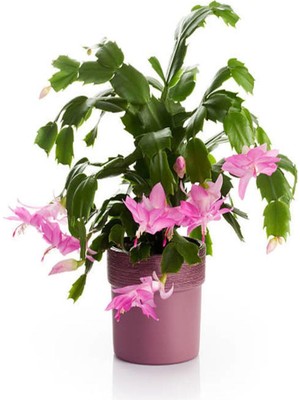 Die Grup Videolu Pembe Yılbaşı Çiçeği Kaktüs 1 Adet Saksılı 10-20CM Iç Mekan Bitkisi (Schlumbergera Purple)