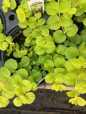 Die Grup Gardenbox Çiçek Açan Sarı Kız Altın Kolye Çiçeği, Lysimachia Nummularia, 30-40 Cm, 1 Adet