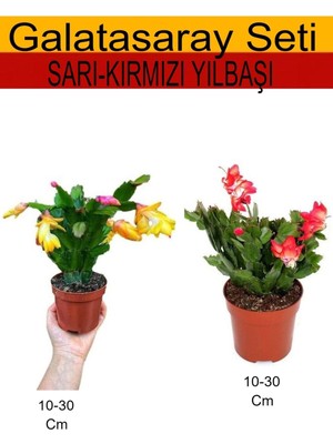 Die Grup 2'li Takım Seti Sarı-Kırmızı Yıl Başı Çiçeği Iç/dış Mekan Bitkisi, BTSNU08042483