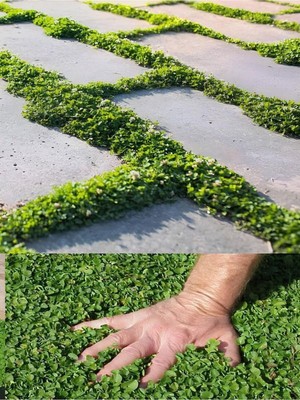 Die Grup Nura Botanik Dona Dayanıklı Dichondra Repens Fare Kulağı Saksılı 10-15CM