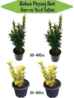 Die Grup Gardenbox Bahçe Seti, 2 Adet Yeşil Taflan 30-40CM, 2 Adet Sarı Taflan 20-40CM, Hediye Buz Çiçeği