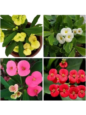 Die Grup Videolu Dikenler Tacı Milli 4 Adet 15-25CM Kırmızı-Pembe-Beyaz-Sarı Çiçekli Kaktüs(Euphorbia)