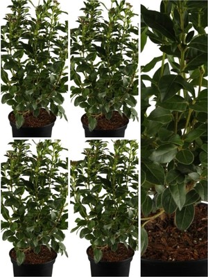 Die Grup Videolu Kartopu Viburnum Lucidum Fidanı 5 Adet Saksılı/tüplü 15-30 cm Doğal Çit Duvar Bitkisi