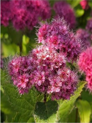Die Grup Videolu Pembe Çiçekli Keçi Sakalı Fidanı 1 Adet Saksılı/tüplü 60-80 cm (Ispirya Spiraea)