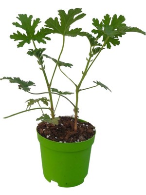 Die Grup Mini Itır Çiçeği (5-10 Cm)1 Adet Saksılı Iç/dış Mekan Bitkisi, BTSNN30032429
