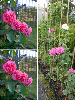 Die Grup Videolu Yediveren Sarmaşık Mis Kokulu Pembe Gül Fidanı 3 Adet Saksılı 40-65 cm (Climbing Pink Rose)