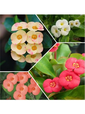 Die Grup Gardenbox 4 Adet Dikenler Tacı, Sarı-Kırmızı-Pembe-Beyaz, Doğa Flora