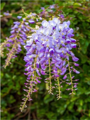 Die Grup Videolu Mor Salkım Çiçeği Sarmaşık 1 Adet Saksılı/tüplü 40-60 cm (Wisteria Sinensis)
