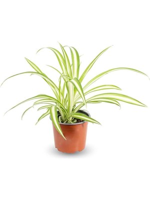 Die Grup Gardenbox Chlorophytum Comosum Variegatum Kurdele Çiçeği, Iç Mekan Bitkisi, Saksıda