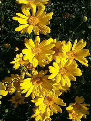 Die Grup Videolu Sarı Çalı Papatyası 1 Adet Saksılı 40-60CM (Yellow Bush Daisy)