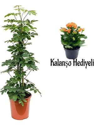 Die Grup Bitkim Sende Yeşil Yaprak Şeflera Çiçeği, 80-100 Cm, Saksılı, Turuncu Kalanşo Hediyeli, Iç Mekan Bitki