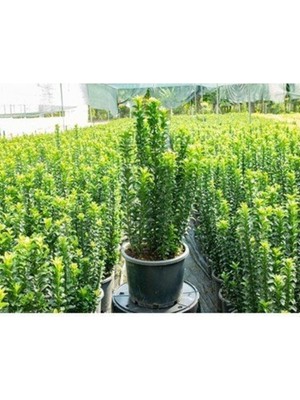 Die Grup Nura Botanik Yeşil Taflan Çiçeği Fidanı, 40-60CM, Saksılı, Euonymus Japonicus