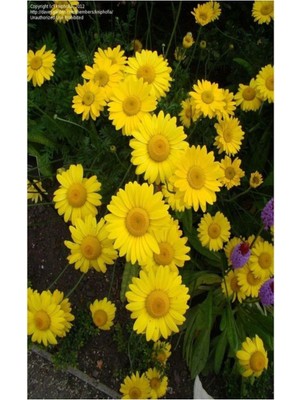 Die Grup Videolu 1 Adet Sarı Papatya Fidanı Saksılı 35-65CM (Yellow Daisy Sapling)