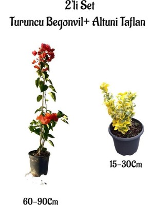Die Grup Nura Botanik Turuncu Begonvil Sarmaşığı + Altuni Taflan Çit Bitkisi 2'li Set, 60-90CM ve 15-30CM