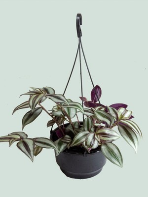 Die Grup Gardenbox Tradescantia Zebrina Makrome Saksılı Telgraf Çiçeği