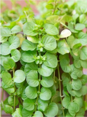 Die Grup Gardenbox Lysimachia Nummularia Altın Kolye Çiçeği, Sarı Çiçekli, 1 Adet Saksılı