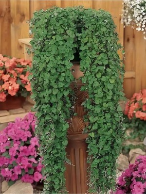 Die Grup Gardenbox Dichondra Repens Soğuğa Dayanıklı Fare Kulağı Bitkisi Saksılı 10-15CM