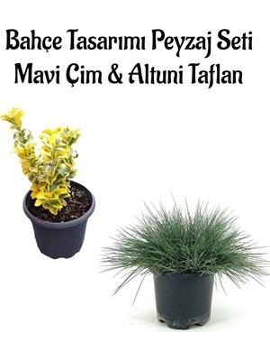 Die Grup Nura Botanik Mavi Çim (10-20CM) ve Altuni Taflan (20-40CM) Bahçe Seti, 2 Adet Saksılı
