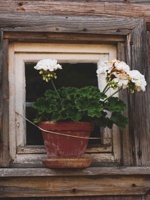 Die Grup Serada Decor & Plant Sardunya (Pelargonium) 20-40 Cm, 4 Adet Saksılı Çiçekli Bodur Bitki