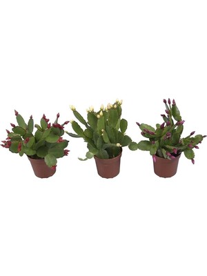 Die Grup Videolu Yılbaşı Çiçeği Karışık Renk 3 Adet Saksıda 10-15CM Iç Mekan Bitkisi (Schlumbergera Purple)