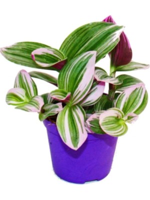 Die Grup Videolu Telgraf Çiçeği Pembe Alacalı 1 Adet Saksılı 10-20CM Iç Mekan Bitkisi(Nanouk Tradescantia)
