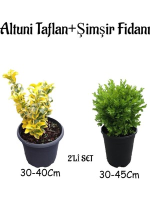 Die Grup Nura Botanik Altuni Taflan (30-40CM) + Çalı Şimşiri (30-45CM) 2'li Set Saksılı Bahçe Bitkisi