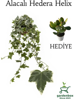Die Grup Hedera Helix Ağaç Duvar Sarmaşığı 1 Adet Saksılı 30-50CM +Yeşim Para Çiçeği
