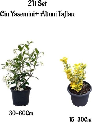 Die Grup Nura Botanik Mis Kokulu Çin Yasemini Çiçeği + Altuni Taflan Çit Bitkisi 2'li Set, Dış Mekan Bitkileri