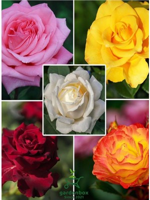 Die Grup Canlı Saksılı Gül Fidanı Seti 5 Adet Kokulu Gül Pembe+Sarı+Kırmızı+Turuncu+Beyaz 30-50CM