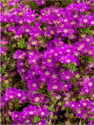 Die Grup Videolu Mor Acem Halısı 40 Adet 5-10 cm Yer Örtcü Bitki Soğuğa Dayanıklı (Drosanthemum Floribundum)