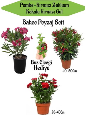 Die Grup Bahçe Seti 2 Adet Limoni Servi Fidanı+ 1 Adet Kırmızı Gül Fidanı+Hediye Buz Çiçeği, BTSNN23032439